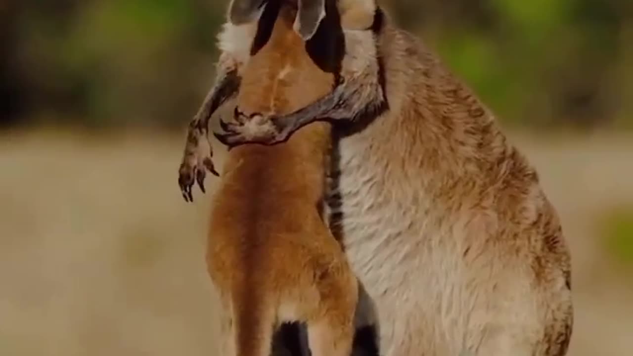 kangaroos in love