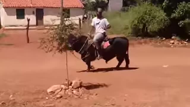 Vaqueiro montado em um boi anão manso de arreio