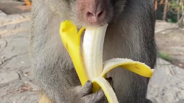 monkey king eating banana