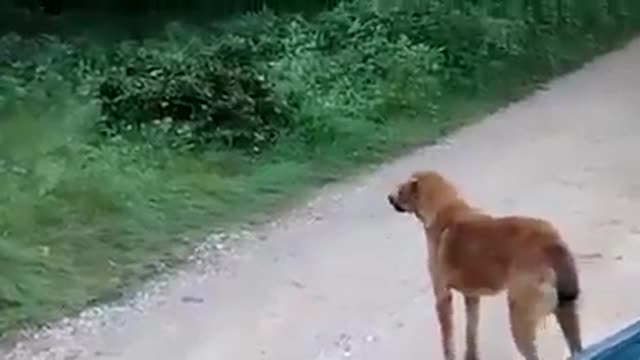 Dog gets a visit and gets scared