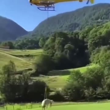 ¡Increíble! La vaca es secuestrada en transmisión en vivo - ¿Ovnis? ¿¿VACA??