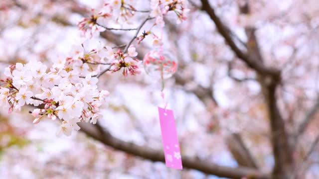 Cherry blossoms and wind chimes