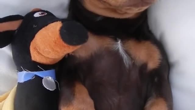 Tiny weiner dog sleep toy