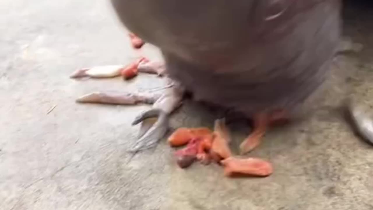 Feeding walrus