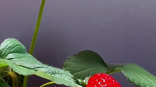 growing process of strawberry