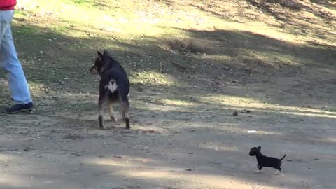 Little Puppy Meets Big Dog