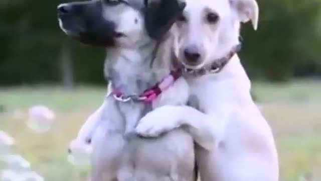 Dogs funny video