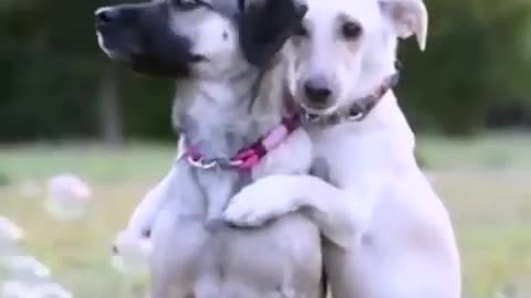 Dogs funny video