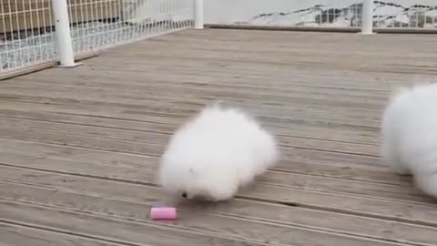 Pomeranian puppy's