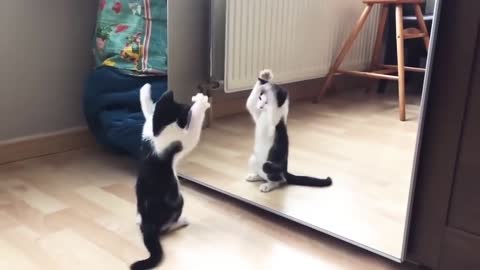 Adorable cat dancing infront of mirror