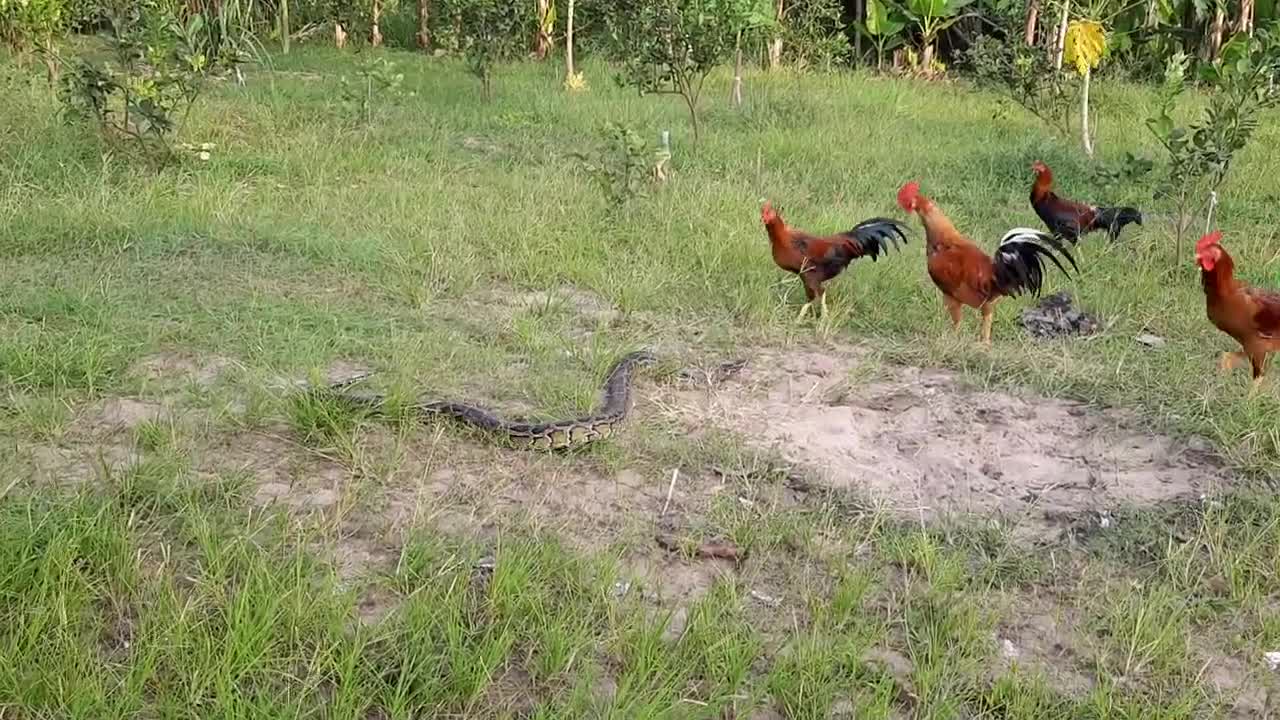 Chickens ready to fight a big snake