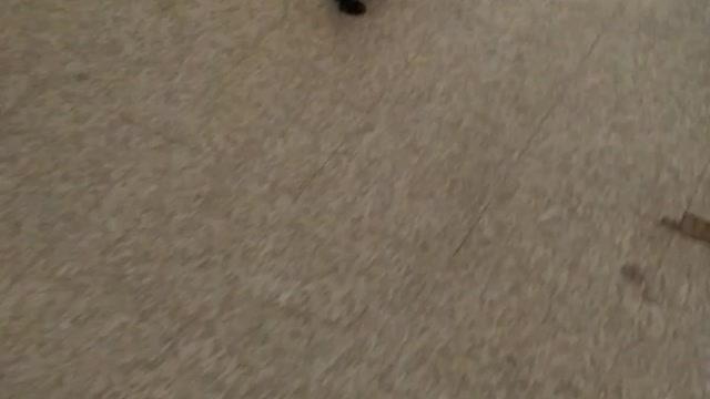 Cat likes Pepsi...