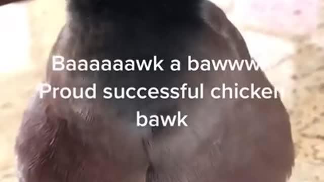 Adorable bird talking just like a human.