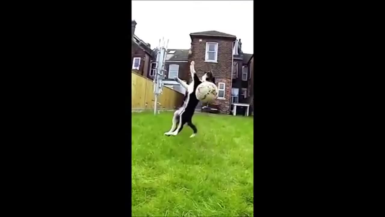 funny animal video