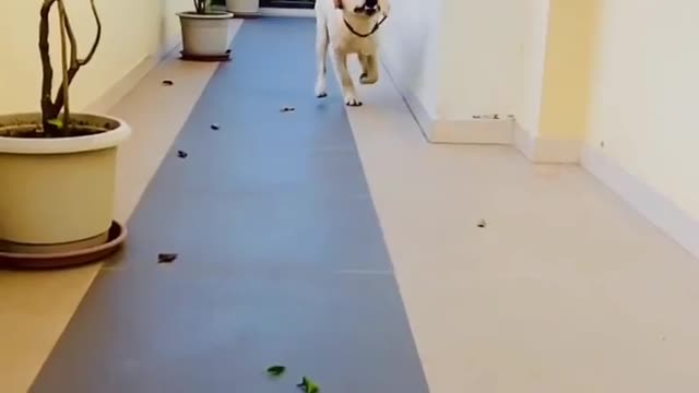 Puppy Behavior and Training - Training Basics
