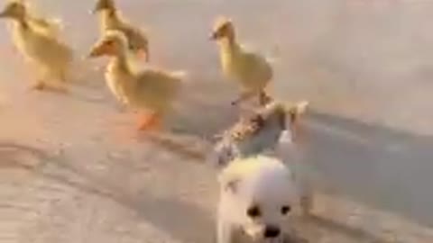 #Cute dog video