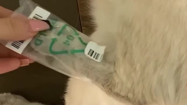 Unboxing a cute cat