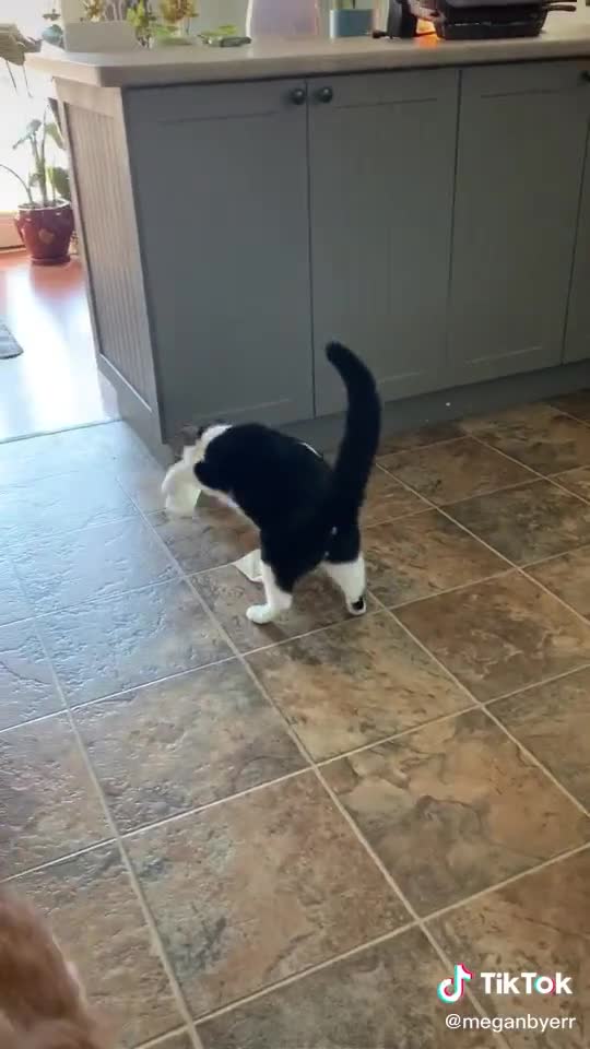 Funny cats videos funniest cat videos