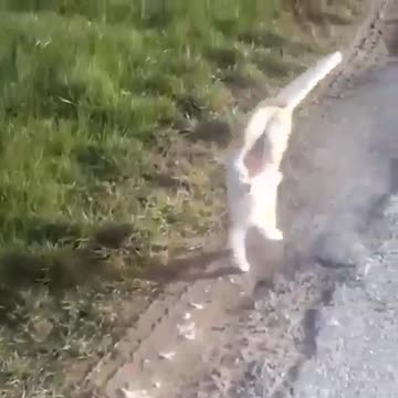 pinstripes as a New Year gift. It is a kimono