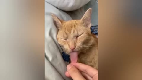 Funny Animals😺🤣😂