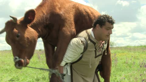 Strong man and cow