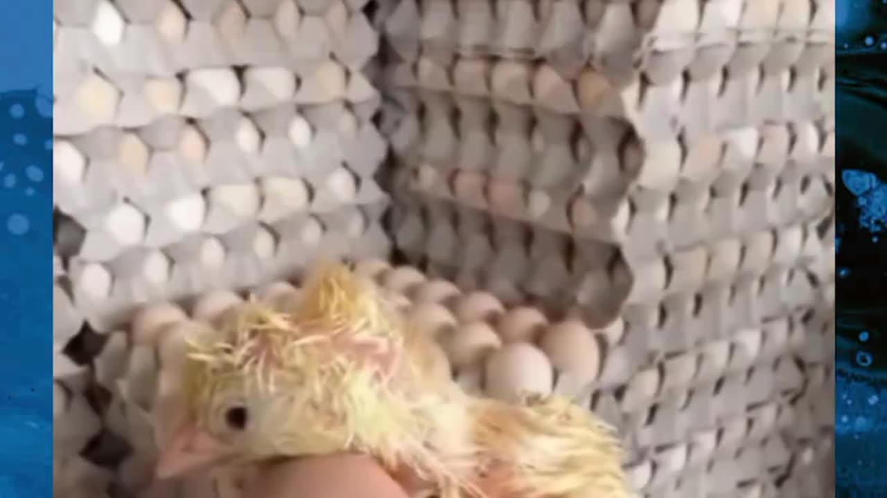 Eggs sent to food factory accidentally given birth to a little life.