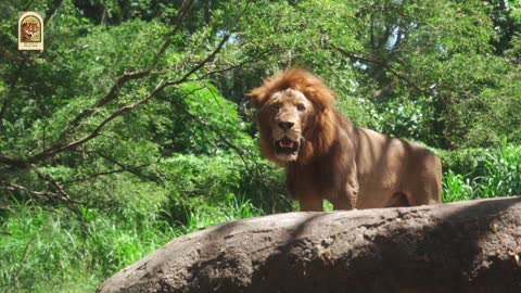 A Lion and Lioness in the Fields