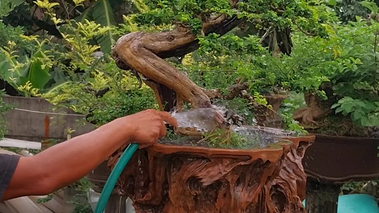 caring for bonsai so that it grows beautifully