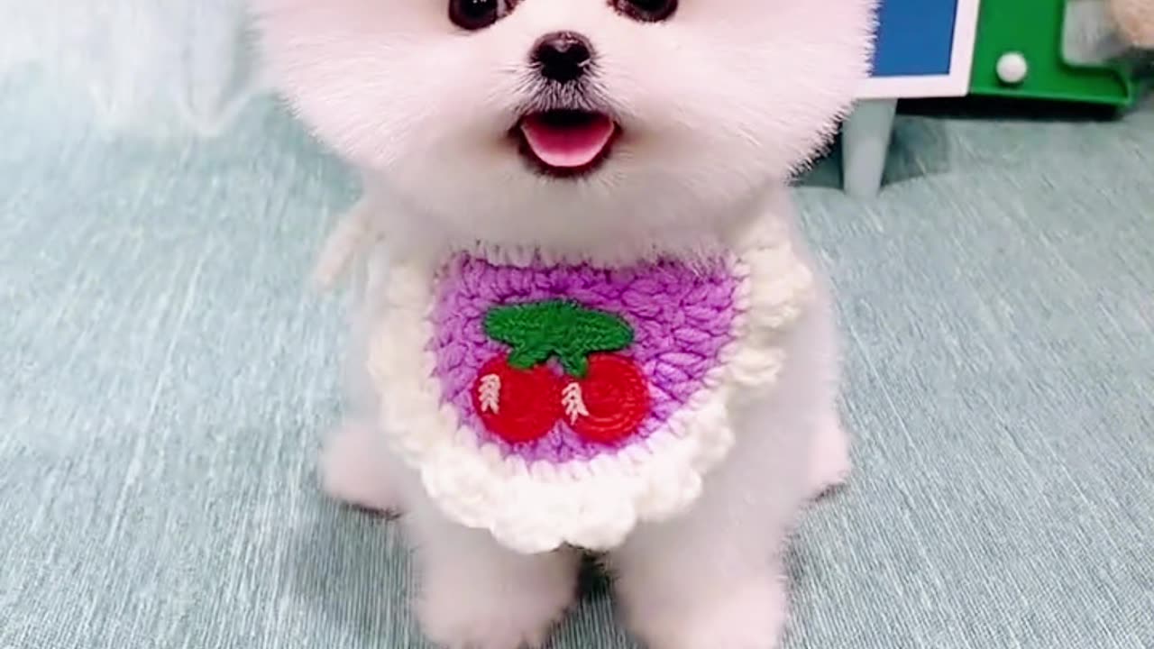 cute dog