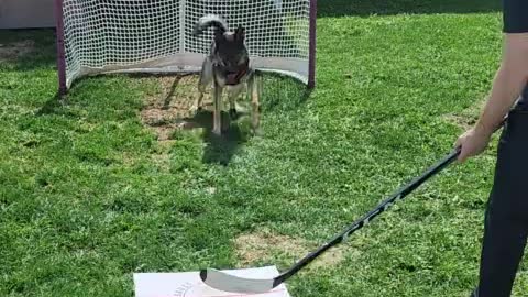 The biggest Canadian dog in the world is an incredible goalkeeper