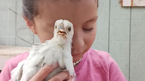 Chicken love