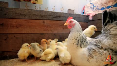 Hen bird