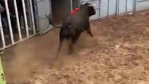 TORO ATTACKED PEOPLE