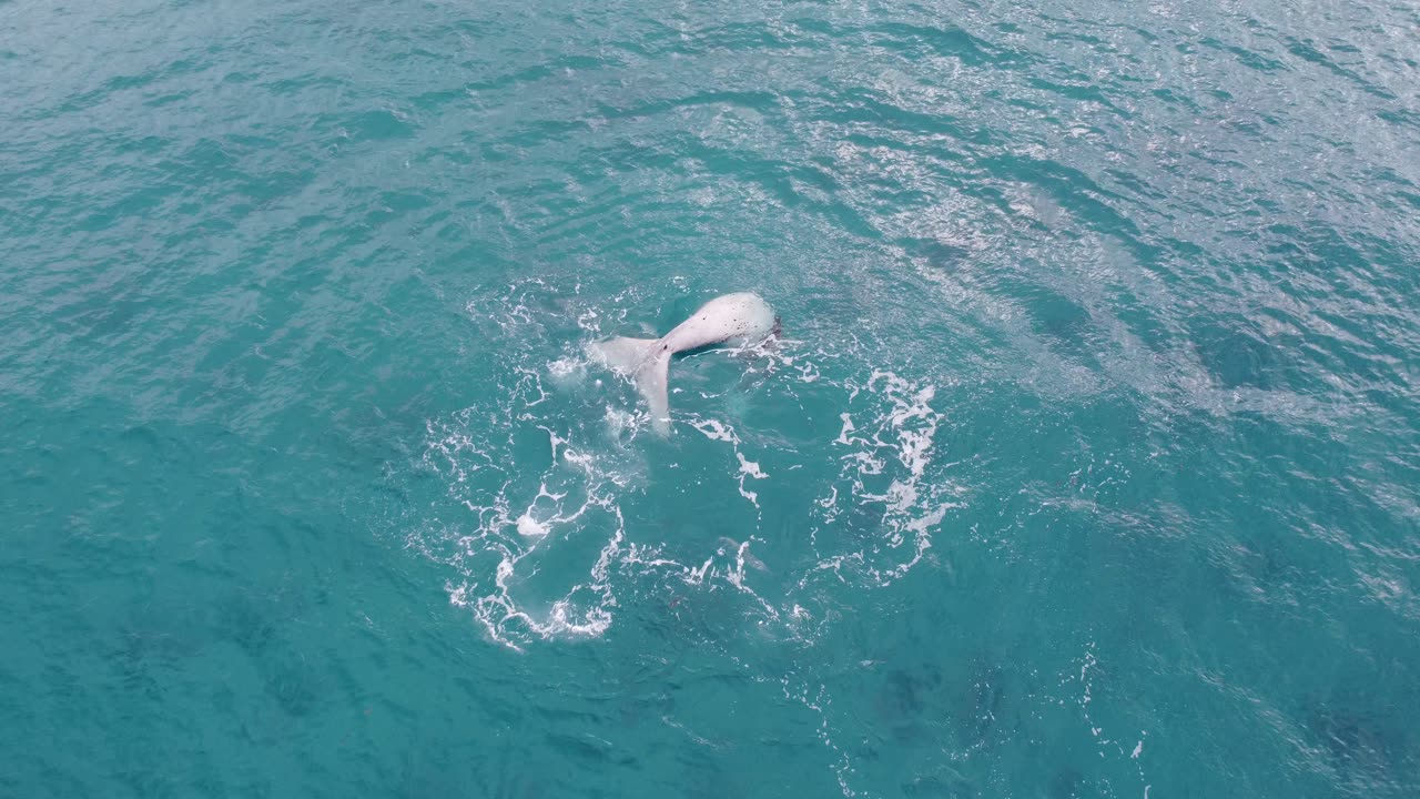 Amazing Little White Southern Right Whale