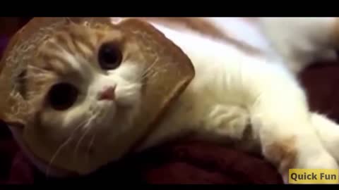 Dogs and Cats Very Funny Videos