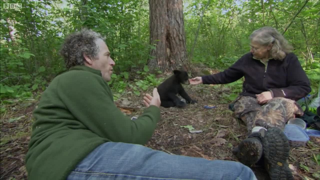 Feeding a Cute Black Bear Cub | BBC Earth