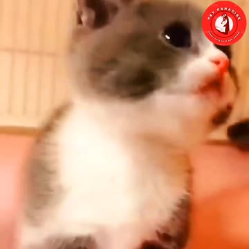 "Sweet Small Kitten Meowing"