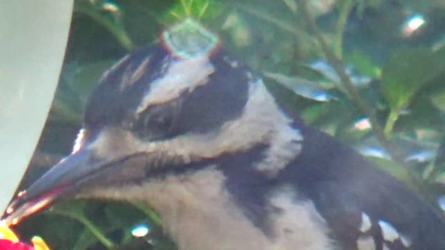 Hairy Woodpecker