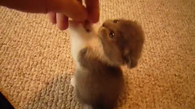 Little Scottish Fold munchkin