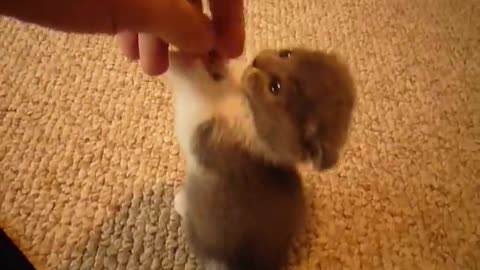 Little Scottish Fold munchkin