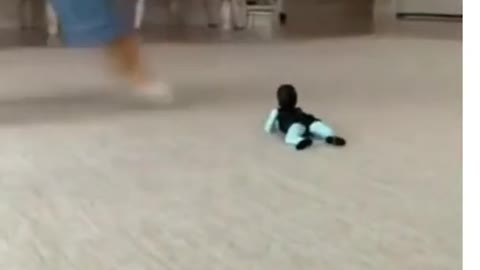 Funny dogs video