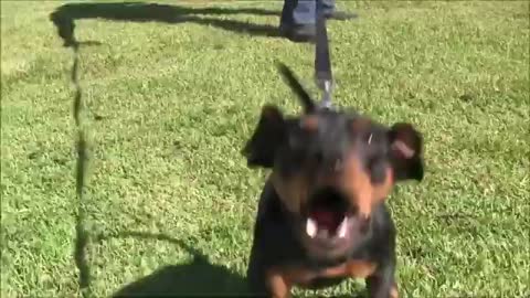 How To Make dog Fully Aggressive With Few Simple Tips and tricks