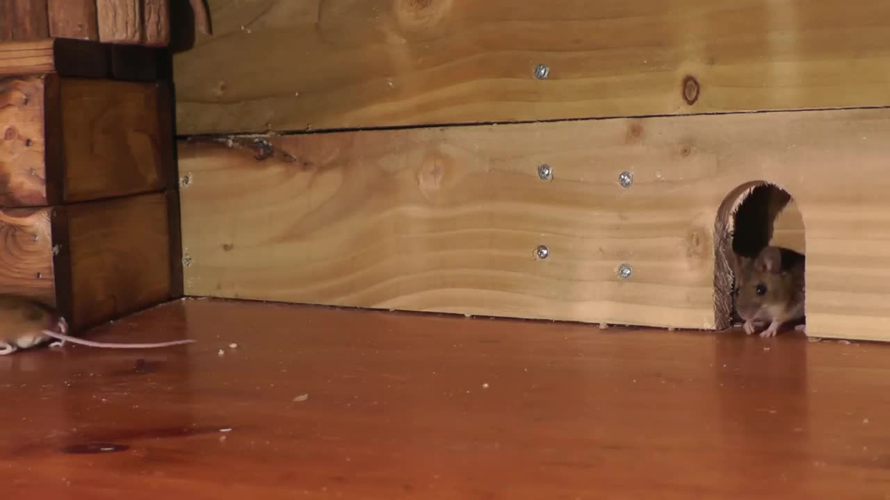 Cat TV ~ Mice in The Jerry Mouse Hole 🐭 8 HOURS 🐭 Videos for Cats