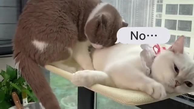 Watch untill the end