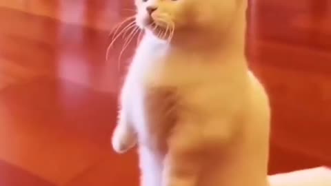 Cate