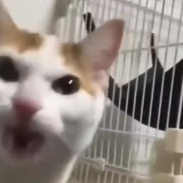 Funny pets video 004