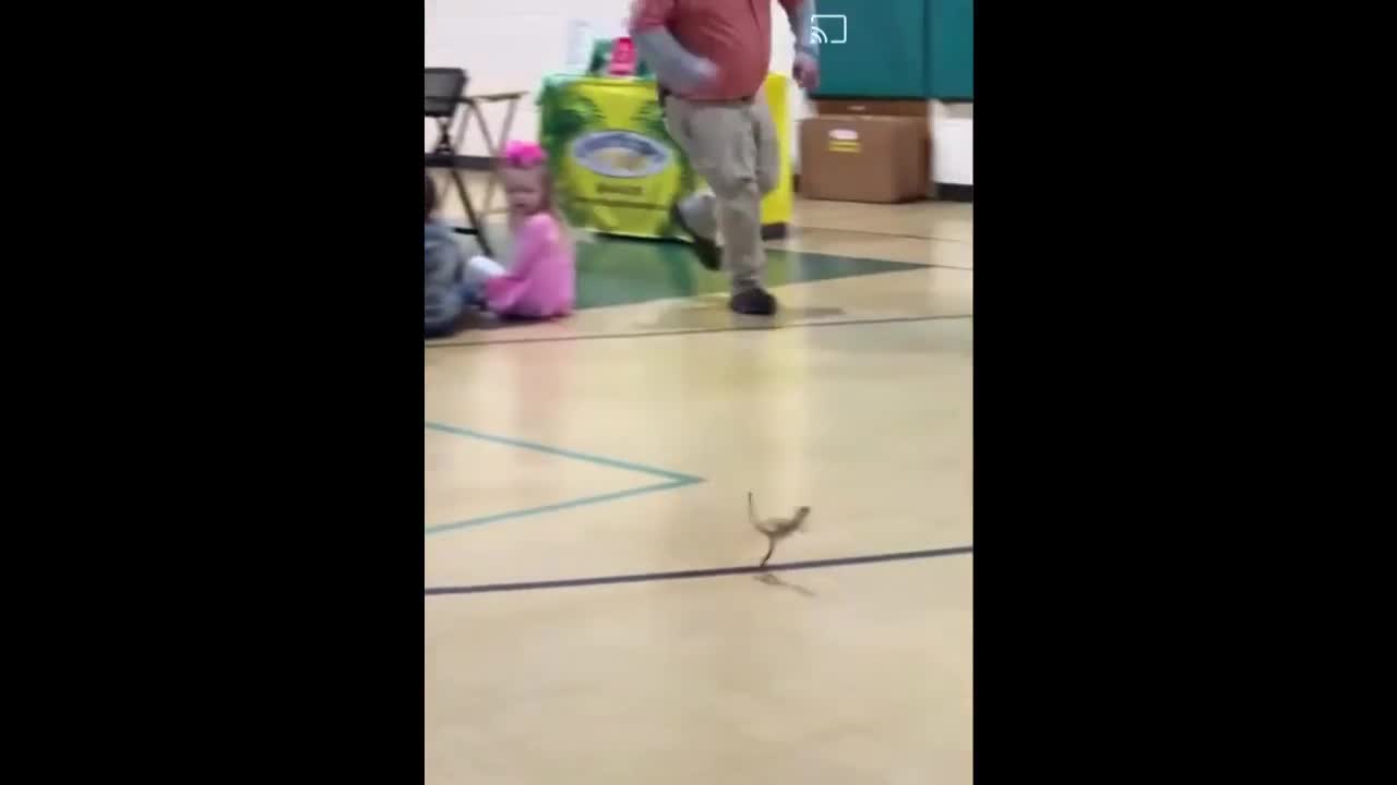 Looney Toonish.. Lizard Runs For Its Freedom..