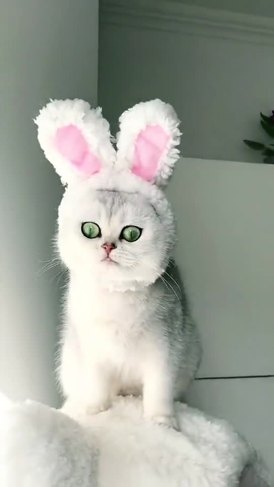 Cats life f cute funny baby cat