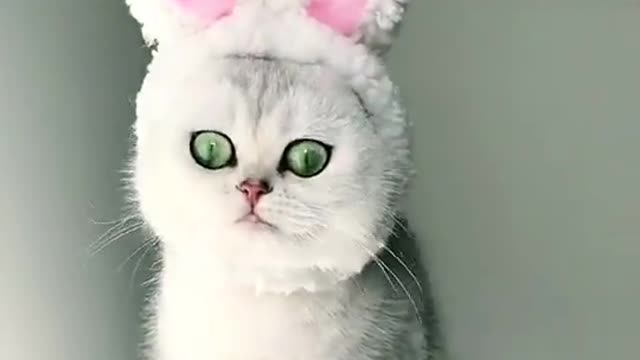 Cats life f cute funny baby cat