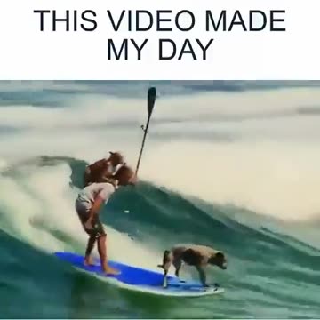 These dogs surf with their master.